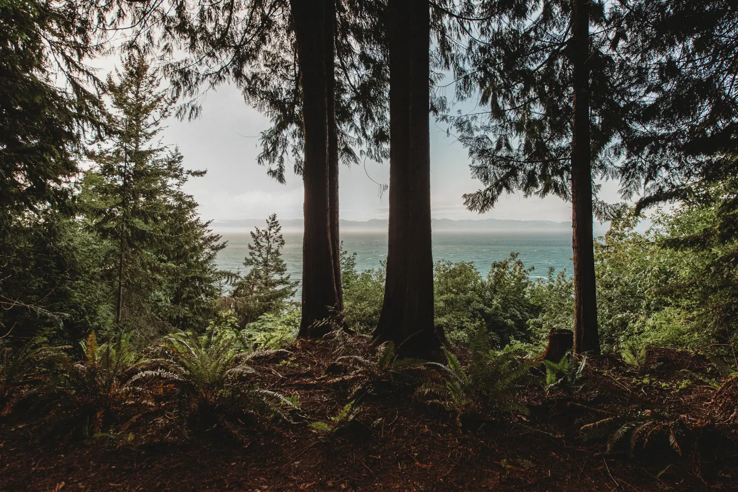 Firs framing open water from the forest edge
