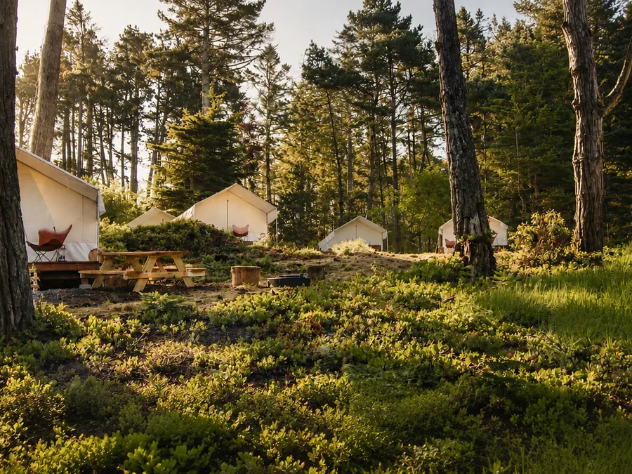Wall tents among pine trees on a bright green forest floor.